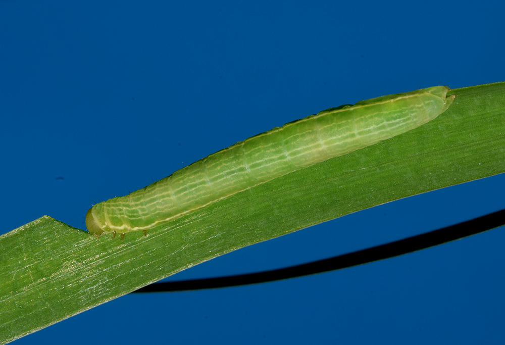 Larva, bozzolo, pupa e adulto di Plusia festucae - Noctuidae